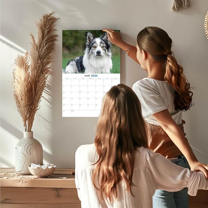 2025 2026 Border Collie Calendar - Dog Breed Monthly Wall Calendar - 12" x 18" Open - Thick No-Bleed Paper - Giftable - Academic Teacher's Planner Calendar Organizing & Planning - Made in USA