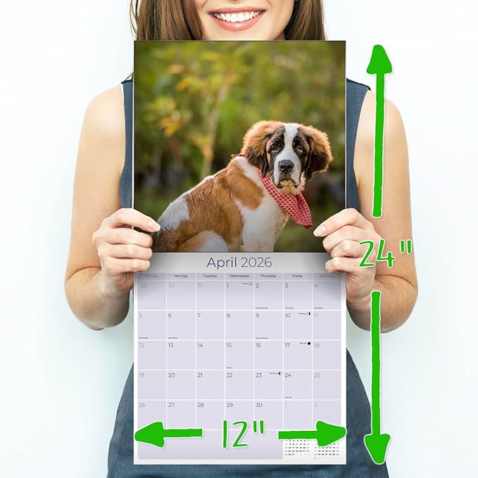 Saint Bernard Calendar 2026 by MegaCalendars – Monthly Dog Breed Wall Calendar, Made in USA