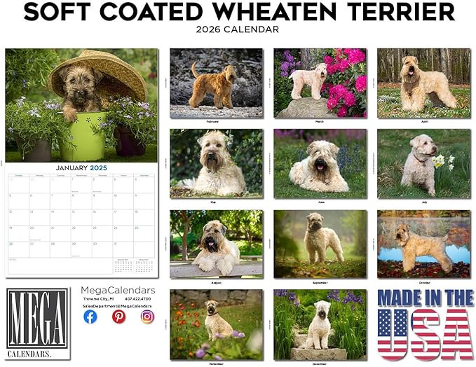 2025 2026 Softcoat Wheaten Terrier Calendar - Dog Breed Monthly Wall Calendar - 12" x 18" Open - Thick No-Bleed Paper - Giftable - Academic Teacher's Planner Calendar Organizing & Planning - Made in USA