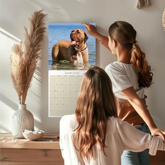 Mastiff Calendar 2026 by MegaCalendars – Monthly Dog Breed Wall Calendar, Made in USA