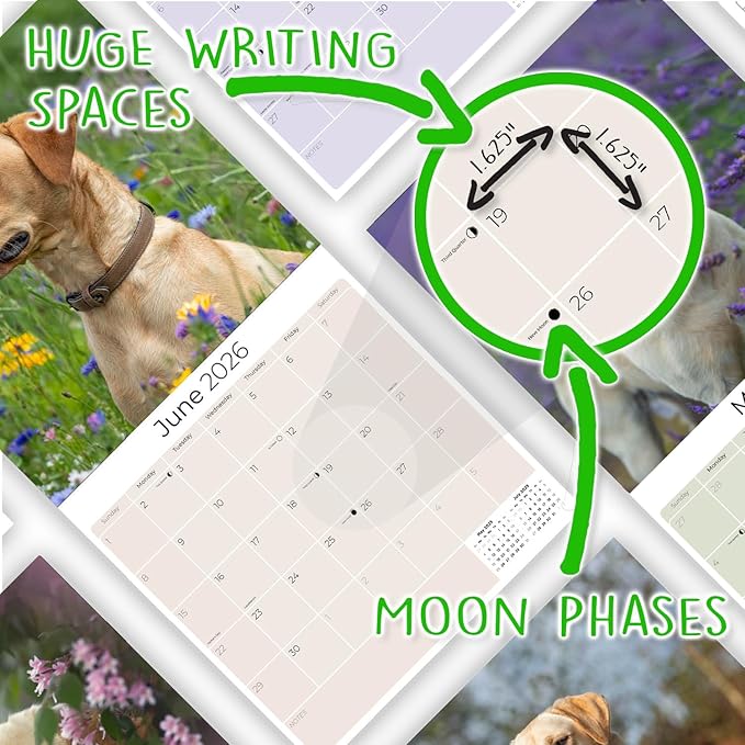Yellow Labrador Retrievers Calendar 2026 by MegaCalendars – Monthly Dog Breed Wall Calendar, Made in USA