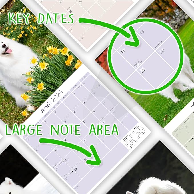Samoyed Calendar 2026 by MegaCalendars – Monthly Dog Breed Wall Calendar, Made in USA