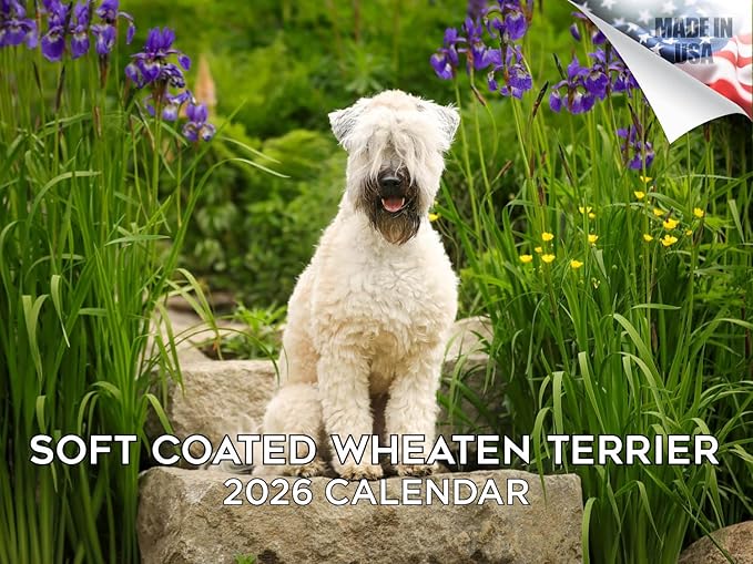 2025 2026 Softcoat Wheaten Terrier Calendar - Dog Breed Monthly Wall Calendar - 12" x 18" Open - Thick No-Bleed Paper - Giftable - Academic Teacher's Planner Calendar Organizing & Planning - Made in USA