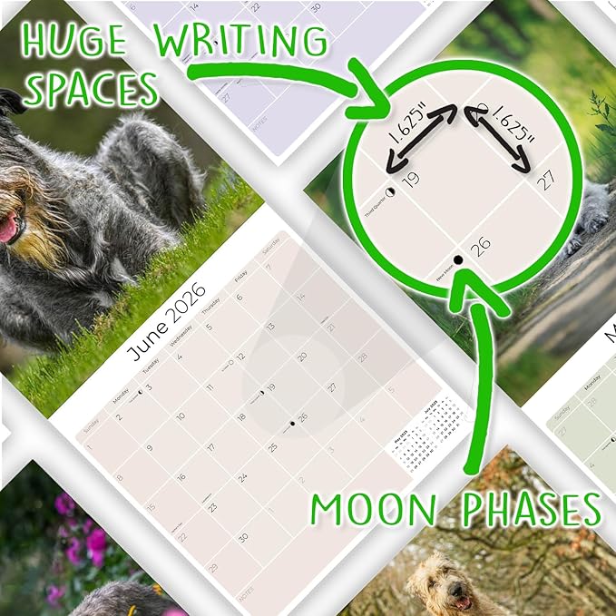 Irish Wolfhound Calendar 2026 by MegaCalendars – Monthly Dog Breed Wall Calendar, Made in USA
