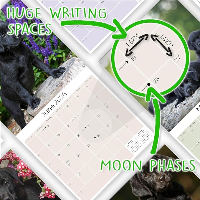 Labrador Pups Black Calendar 2026 by MegaCalendars – Monthly Dog Breed Wall Calendar, Made in USA
