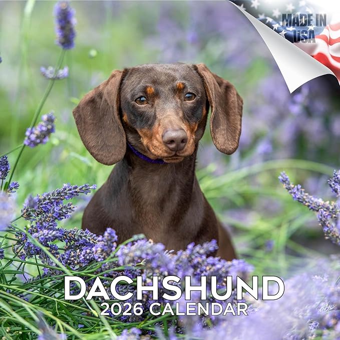 Dachshund Calendar 2026 by MegaCalendars – Monthly Dog Breed Wall Calendar, Made in USA