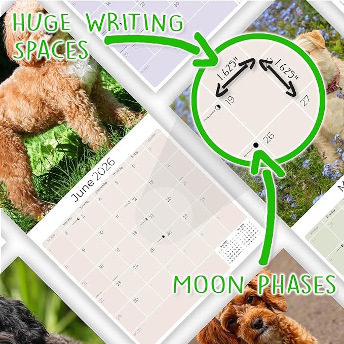 Cavapoo Calendar 2026 by MegaCalendars – Monthly Dog Breed Wall Calendar, Made in USA