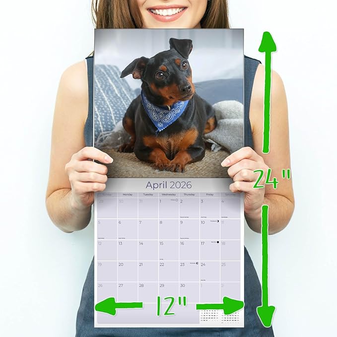 Miniature Pinscher Calendar 2026 by MegaCalendars – Monthly Dog Breed Wall Calendar, Made in USA
