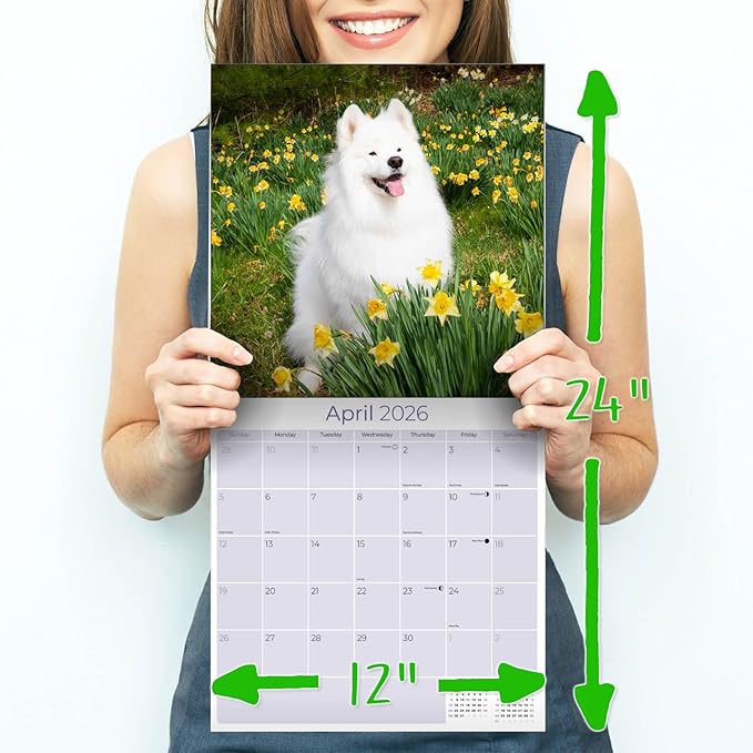 Samoyed Calendar 2026 by MegaCalendars – Monthly Dog Breed Wall Calendar, Made in USA