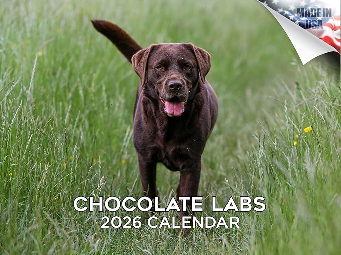 2025 2026 Labrador Chocolate Calendar - Dog Breed Monthly Wall Calendar - 12" x 18" Open - Thick No-Bleed Paper - Giftable - Academic Teacher's Planner Calendar Organizing & Planning - Made in USA