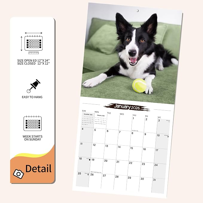 2026 Wall Calendar Border Collie Planner Calendar, Hangable Monthly Wall Calendar with Large Blocks for Organizing & Planning, Academic Schedule, Home, Office & family, Thick & Sturdy Paper (12"x24" Open)