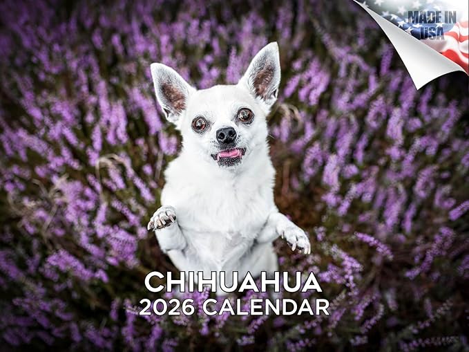 2025 2026 Chihuahua Calendar - Dog Breed Monthly Wall Calendar - 12" x 18" Open - Thick No-Bleed Paper - Giftable - Academic Teacher's Planner Calendar Organizing & Planning - Made in USA