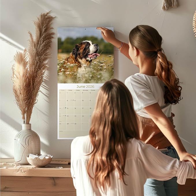 Saint Bernard Calendar 2026 by MegaCalendars – Monthly Dog Breed Wall Calendar, Made in USA