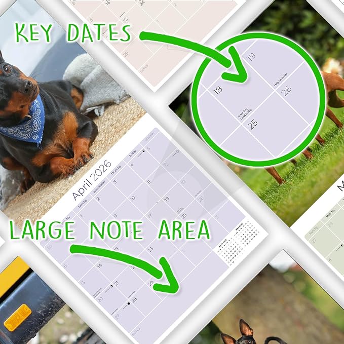 Miniature Pinscher Calendar 2026 by MegaCalendars – Monthly Dog Breed Wall Calendar, Made in USA