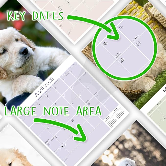 Golden Retriever Puppies Calendar 2026 – 16-Month Dog Breed Wall Calendar by MegaCalendars – Large Daily Blocks, Thick No-Bleed Paper, Made in USA