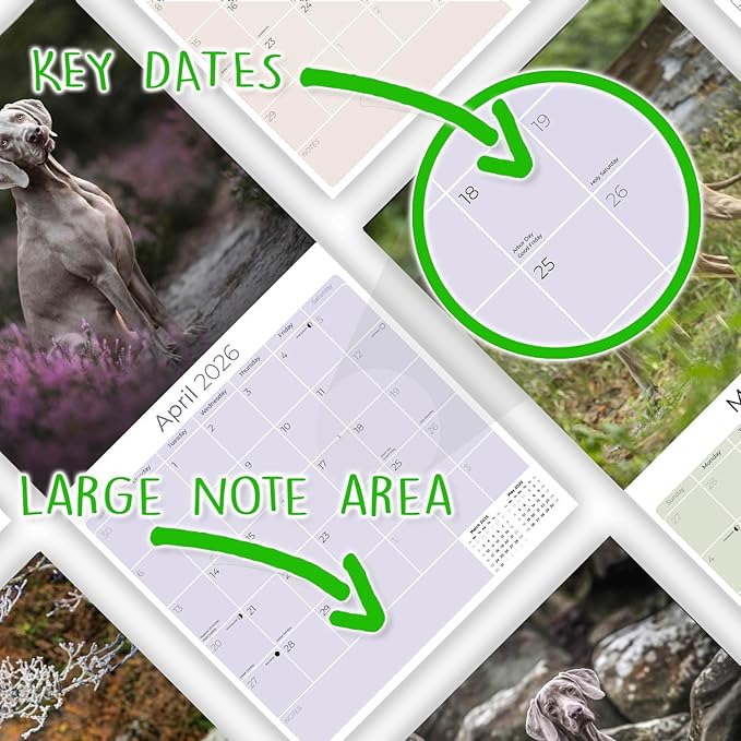 Weimaraner Calendar 2026 – 16-Month Dog Breed Wall Calendar by MegaCalendars – Large Daily Blocks, Thick No-Bleed Paper, Made in USA