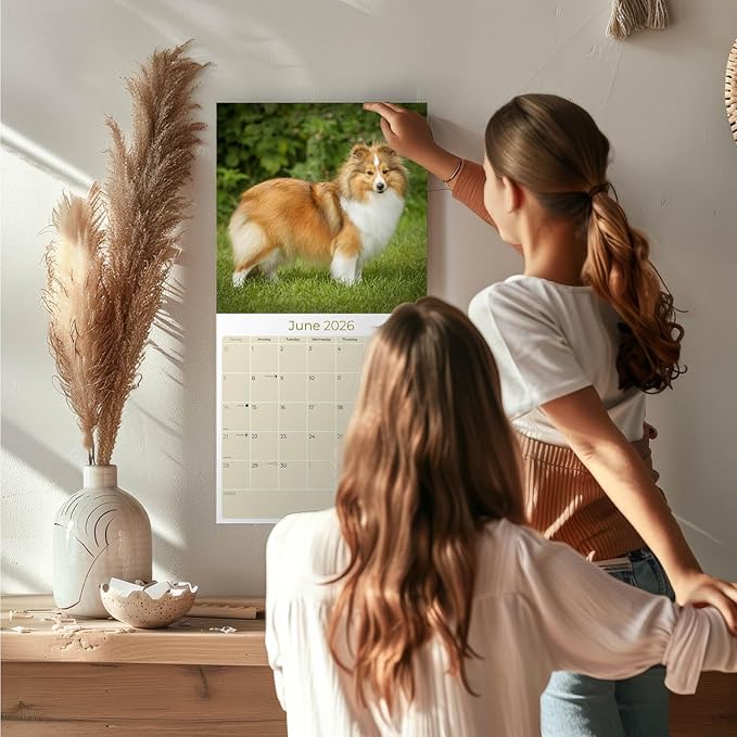 Shetland Sheepdog Calendar 2026 by MegaCalendars – Monthly Dog Breed Wall Calendar, Made in USA