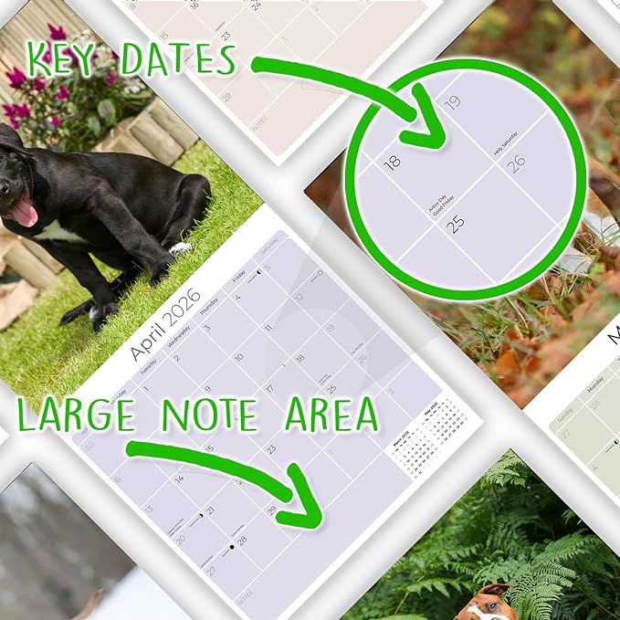 American Staffordshire Terrier Calendar 2026 by MegaCalendars – Monthly Dog Breed Wall Calendar, Made in USA
