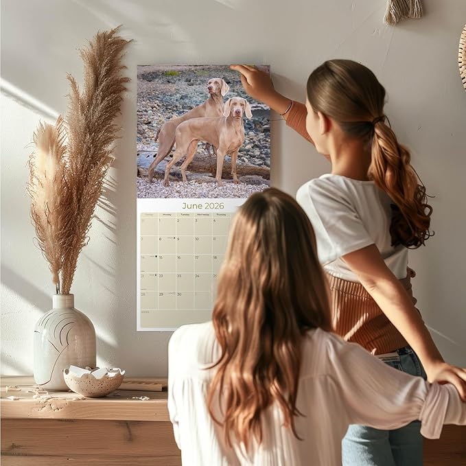 Weimaraner Calendar 2026 – 16-Month Dog Breed Wall Calendar by MegaCalendars – Large Daily Blocks, Thick No-Bleed Paper, Made in USA