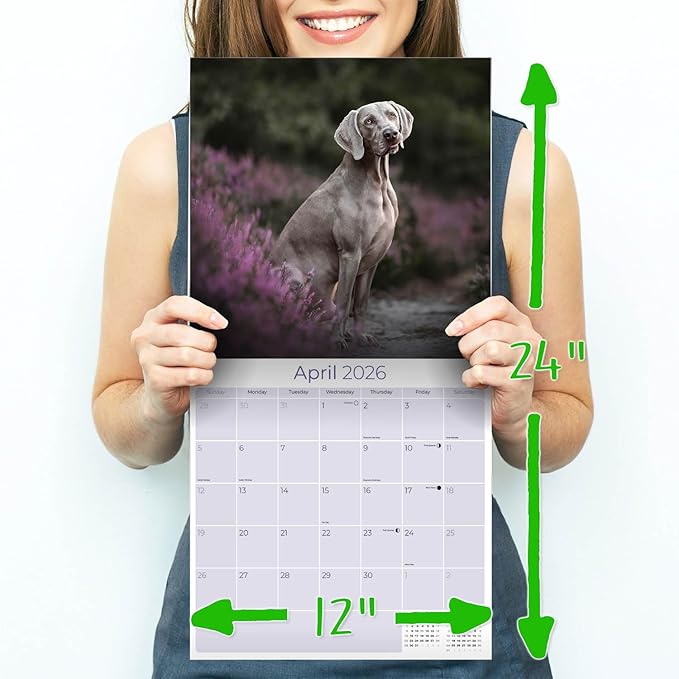 Weimaraner Calendar 2026 – 16-Month Dog Breed Wall Calendar by MegaCalendars – Large Daily Blocks, Thick No-Bleed Paper, Made in USA