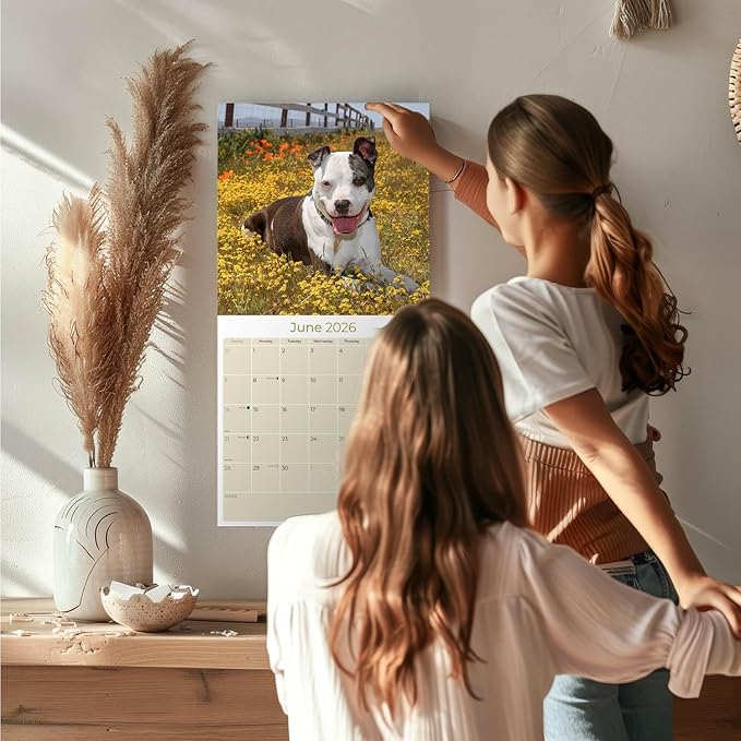 American Pit Bull Terrier Calendar 2026 by MegaCalendars – Monthly Dog Breed Wall Calendar, Made in USA