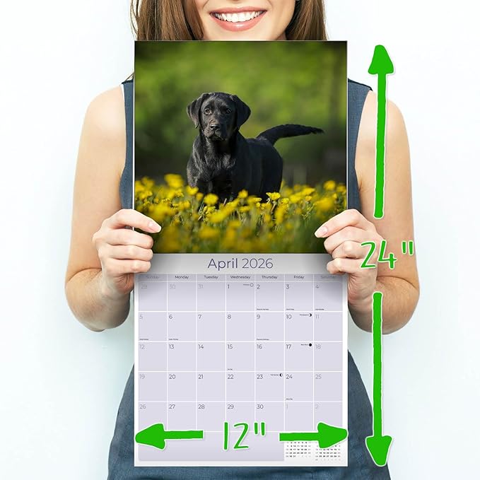 Black Labs Calendar 2026 – 16-Month Dog Breed Wall Calendar by MegaCalendars – Large Daily Blocks, Thick No-Bleed Paper, Made in USA