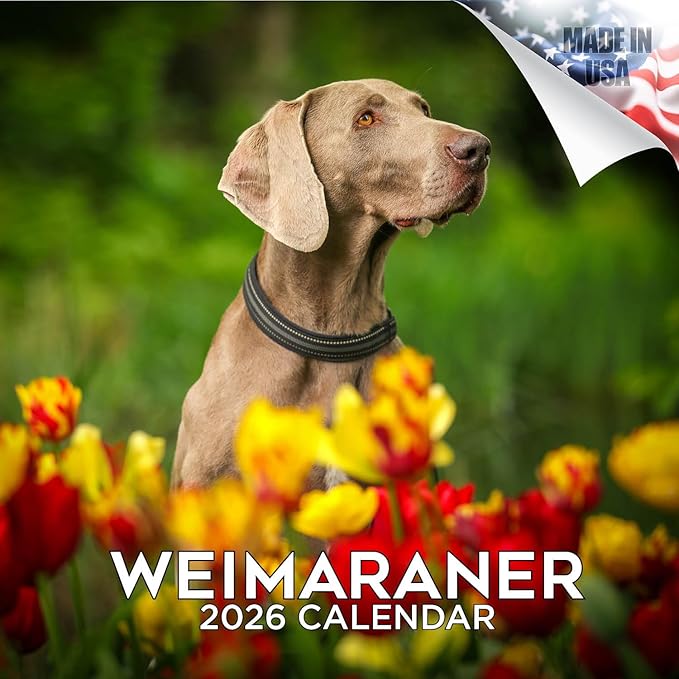 Weimaraner Calendar 2026 – 16-Month Dog Breed Wall Calendar by MegaCalendars – Large Daily Blocks, Thick No-Bleed Paper, Made in USA