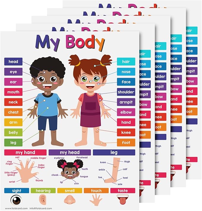 Educational Charts for Preschool to Grade 1 – Bright and Colorful Educational Visual / Learning Aid Wall Art Poster for Classroom or Home | Glossy Durable Cardstock | 8.5" x 11" | 5 per Pack (My Body)