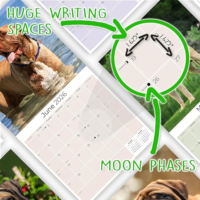 Mastiff Calendar 2026 by MegaCalendars – Monthly Dog Breed Wall Calendar, Made in USA