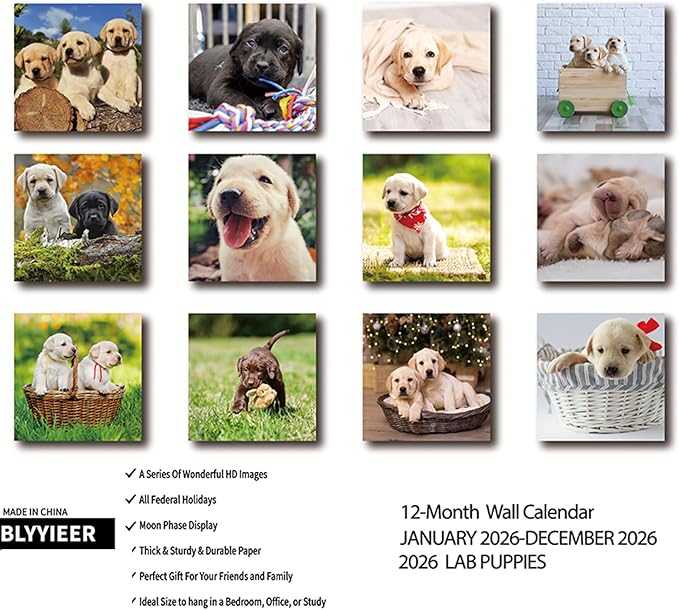 Lab Puppies 2026 Wall Calendar | 12" x 24" Open Hangable Monthly | Thick & Sturdy Paper | Cute Labrador Dog | Family Planner Calendar