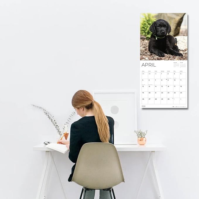 Black Lab Puppy Wall Calendar 2026 | 12" x 24" Open | Dog Calendar Photography Thick & Sturdy Paper | Office Kitchen Decor or Gift | Pacific Waters Press (Black Lab Puppies)