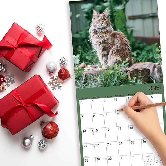 2026 Wall Calendar,Cat Calendar 2026,Maine Coon Monthly Wall Calendar, 12" x 24" Open,Family Planner Calendar Organizer with Maine Coon Images, for Cats Lovers