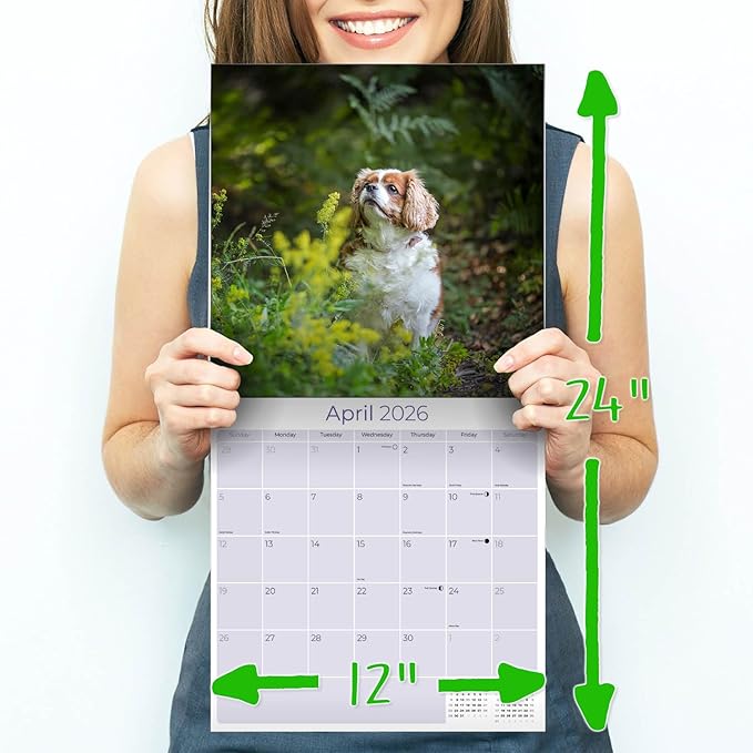 Cavalier King Charles Calendar 2026 by MegaCalendars – Monthly Dog Breed Wall Calendar, Made in USA