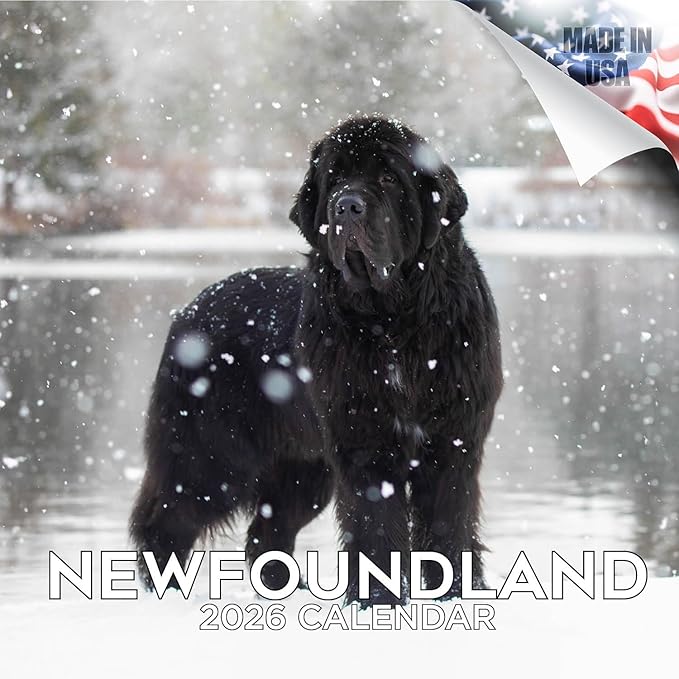 Newfoundland Calendar 2026 – 16-Month Dog Breed Wall Calendar by MegaCalendars – Large Daily Blocks, Thick No-Bleed Paper, Made in USA