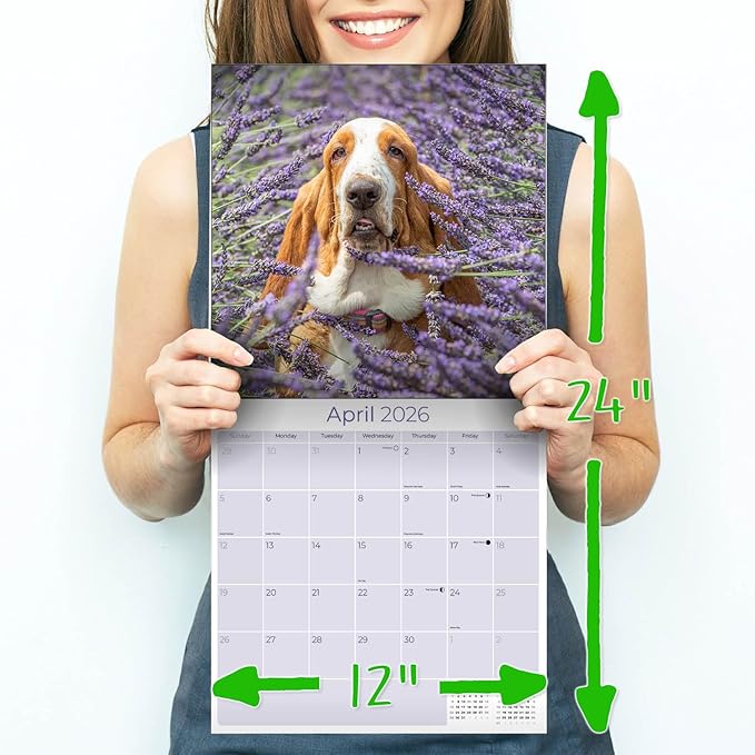 Basset Hound Calendar 2026 – 16-Month Dog Breed Wall Calendar by MegaCalendars – Large Daily Blocks, Thick No-Bleed Paper, Made in USA