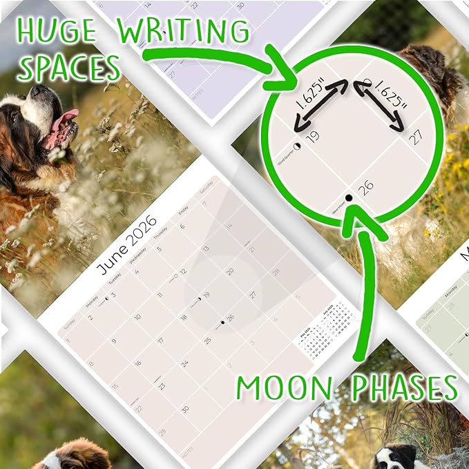 Saint Bernard Calendar 2026 by MegaCalendars – Monthly Dog Breed Wall Calendar, Made in USA