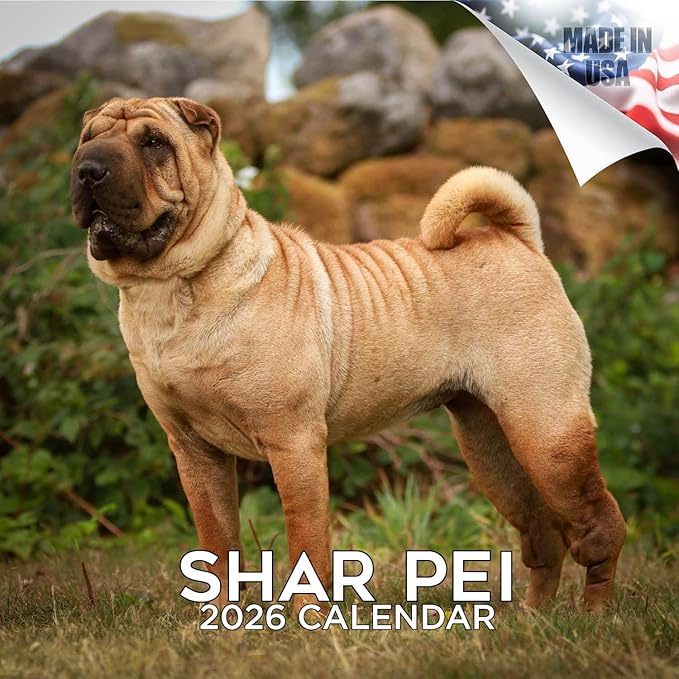 Shar Pei Calendar 2026 by MegaCalendars – Monthly Dog Breed Wall Calendar, Made in USA