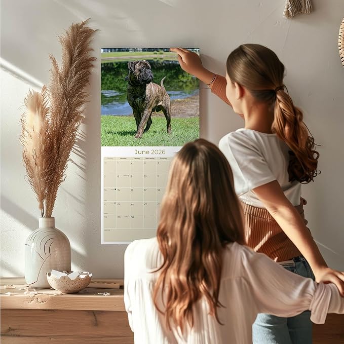Bull Mastiff Calendar 2026 by MegaCalendars – Monthly Dog Breed Wall Calendar, Made in USA