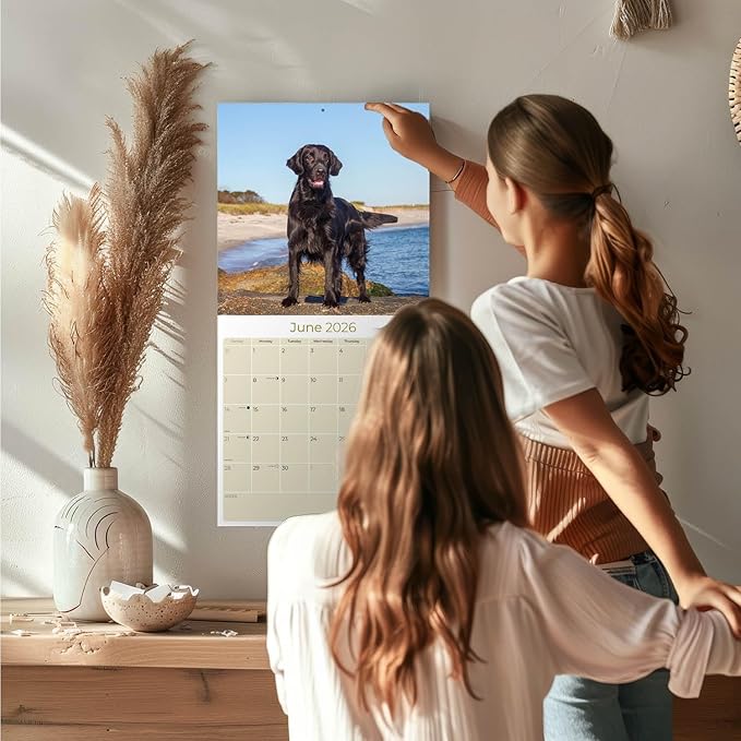 Flatcoated Retriever Calendar 2026 by MegaCalendars – Monthly Dog Breed Wall Calendar, Made in USA