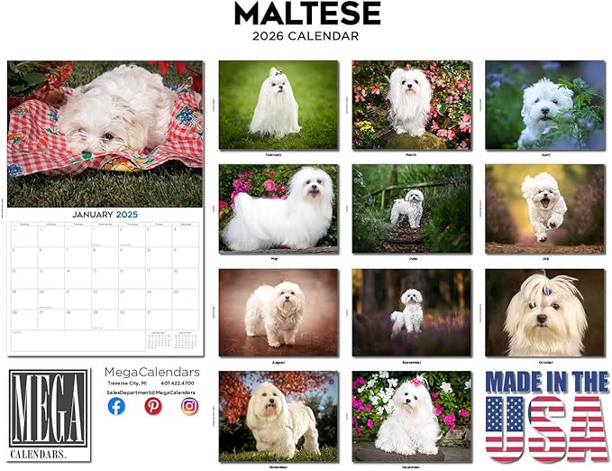 2025 2026 Maltese Calendar - Dog Breed Monthly Wall Calendar - 12" x 18" Open - Thick No-Bleed Paper - Giftable - Academic Teacher's Planner Calendar Organizing & Planning - Made in USA