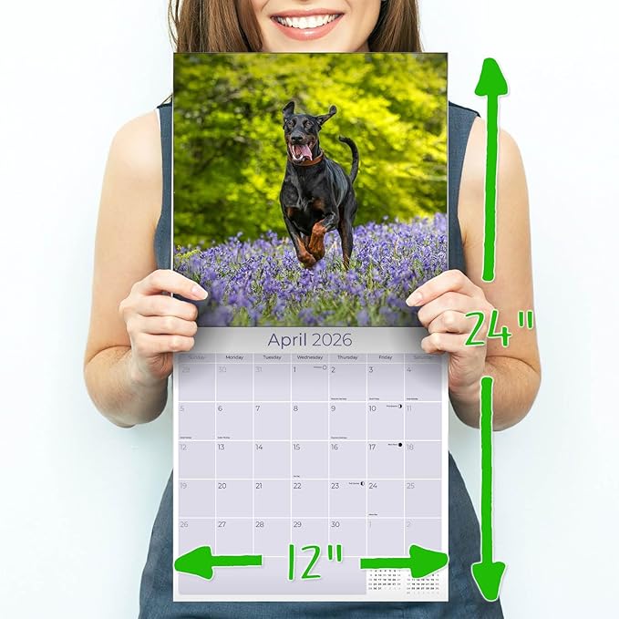 Doberman Calendar 2026 – 16-Month Dog Breed Wall Calendar by MegaCalendars – Large Daily Blocks, Thick No-Bleed Paper, Made in USA