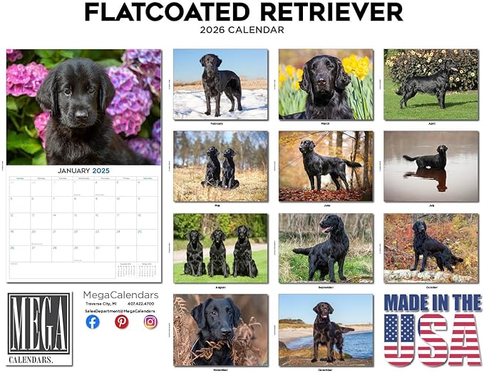 2025 2026 Flatcoated Retriever Calendar - Dog Breed Monthly Wall Calendar - 12" x 18" Open - Thick No-Bleed Paper - Giftable - Academic Teacher's Planner Calendar Organizing & Planning - Made in USA