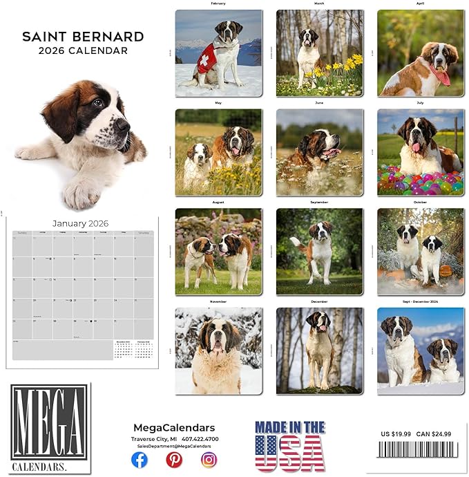 Saint Bernard Calendar 2026 by MegaCalendars – Monthly Dog Breed Wall Calendar, Made in USA
