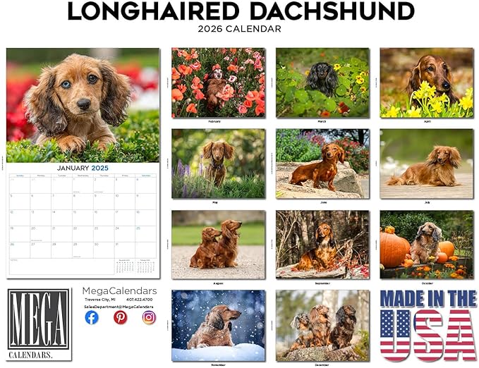 2025 2026 Dachshund Longhaired Calendar - Dog Breed Monthly Wall Calendar - 12" x 18" Open - Thick No-Bleed Paper - Giftable - Academic Teacher's Planner Calendar Organizing & Planning - Made in USA