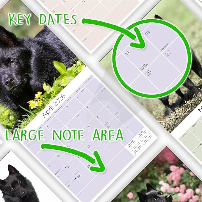 Schipperke Calendar 2026 by MegaCalendars – Monthly Dog Breed Wall Calendar, Made in USA