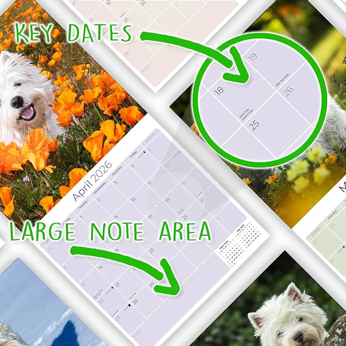 West Highland Terrier Calendar 2026 by MegaCalendars – Monthly Dog Breed Wall Calendar, Made in USA