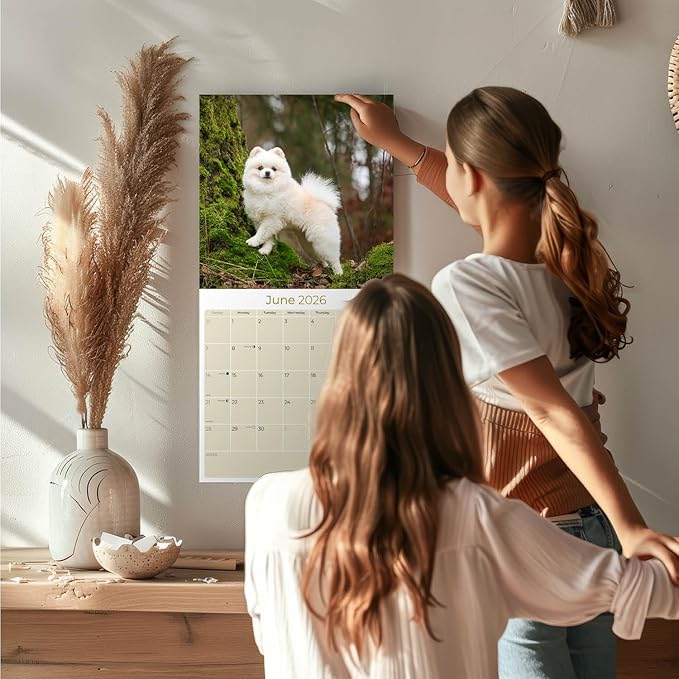 Pomeranian Calendar 2026 – 16-Month Dog Breed Wall Calendar by MegaCalendars – Large Daily Blocks, Thick No-Bleed Paper, Made in USA