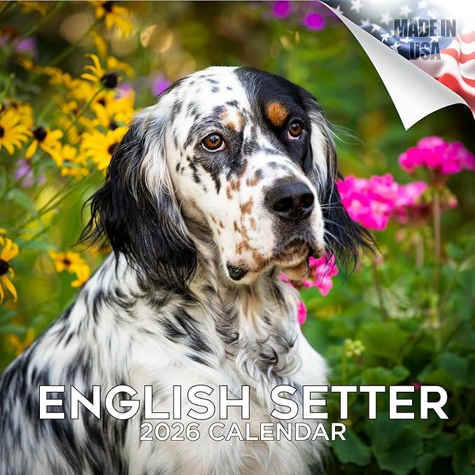 English Setter Calendar 2026 by MegaCalendars – Monthly Dog Breed Wall Calendar, Made in USA