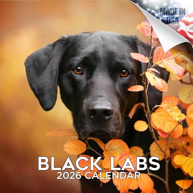 Black Labs Calendar 2026 – 16-Month Dog Breed Wall Calendar by MegaCalendars – Large Daily Blocks, Thick No-Bleed Paper, Made in USA
