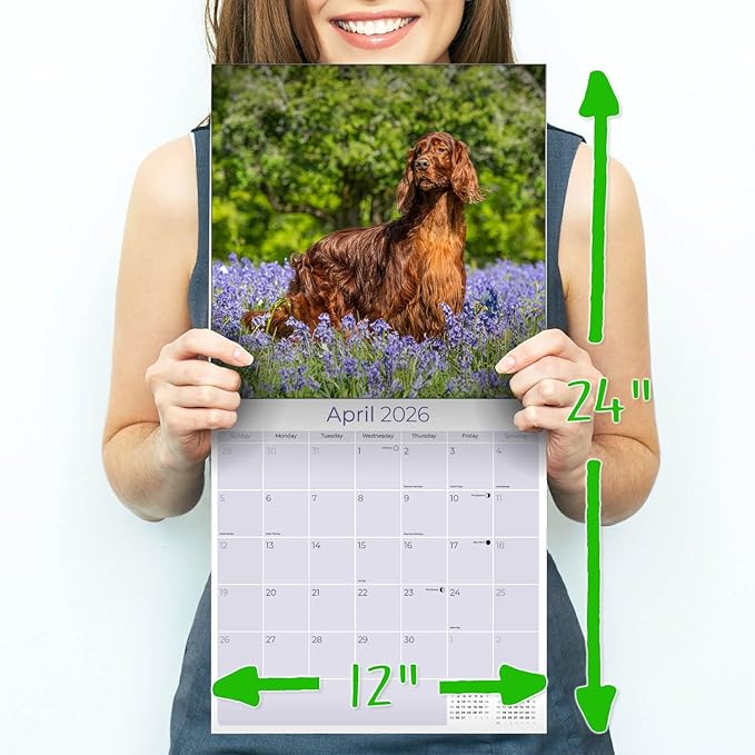 Irish Setter Calendar 2026 by MegaCalendars – Monthly Dog Breed Wall Calendar, Made in USA